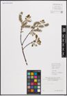 Foto von Salix caprea L.